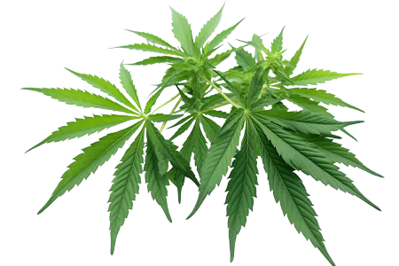 cannabis-leaf